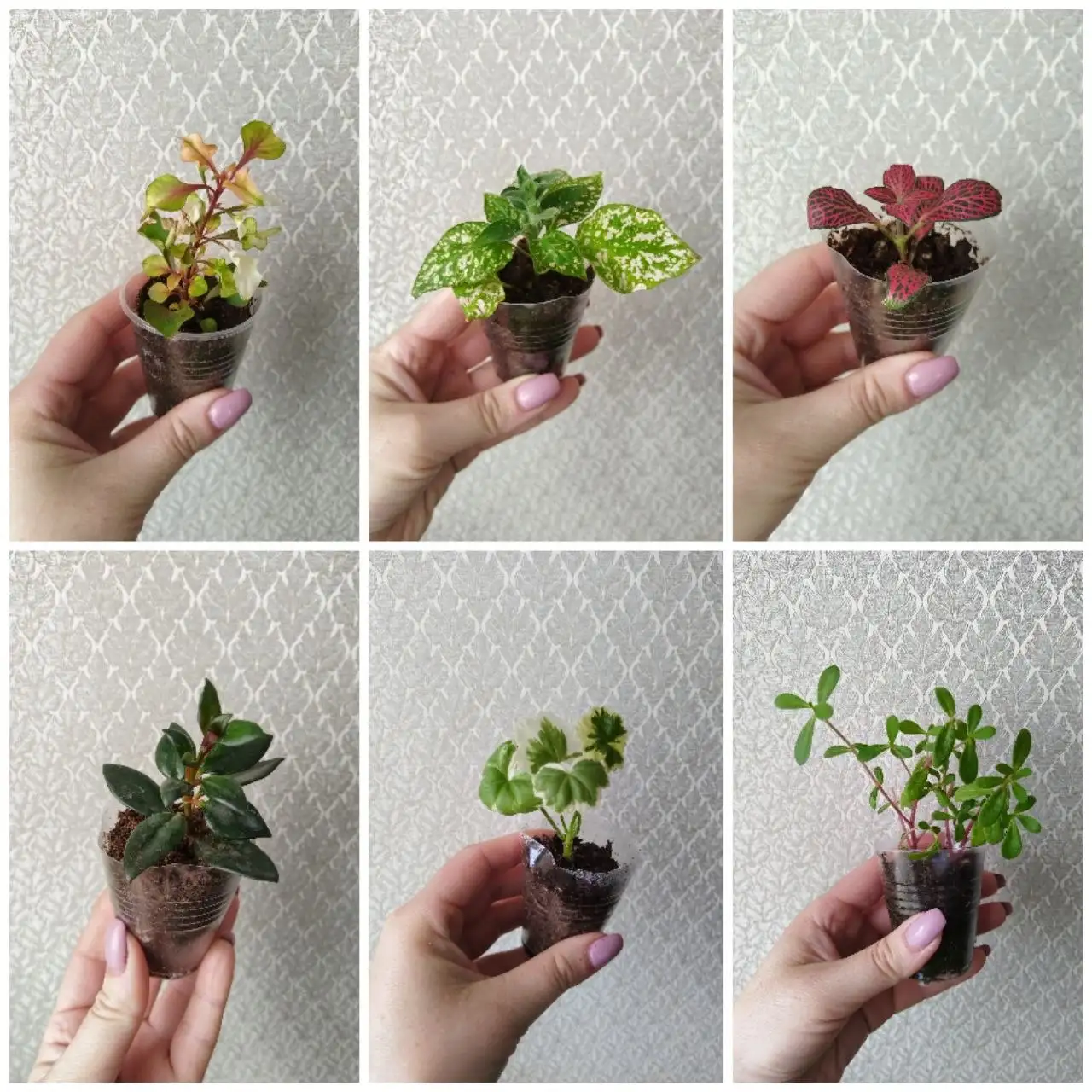 Продажа комнатных растений - Комнатные растения (Хобби и отдых) в Самара