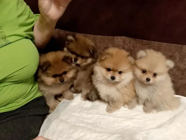 Щенки померанского шпица - Корма для животных в Самара