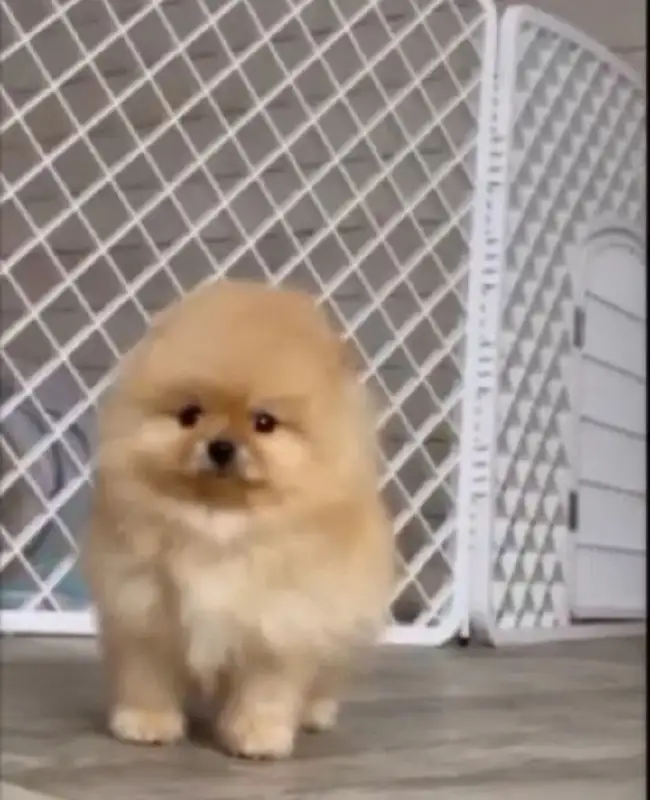 Щенки померанского шпица - Собаки (Животные) в Самара