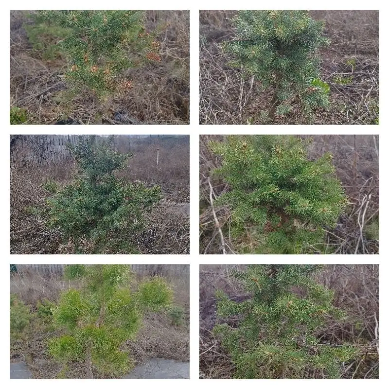 Продажа саженцев сосны и ели Глаука с комом земли - Растения (Хобби и отдых) в Самара