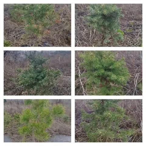 Продажа саженцев сосны и ели Глаука с комом земли - Хобби и отдых в Самара