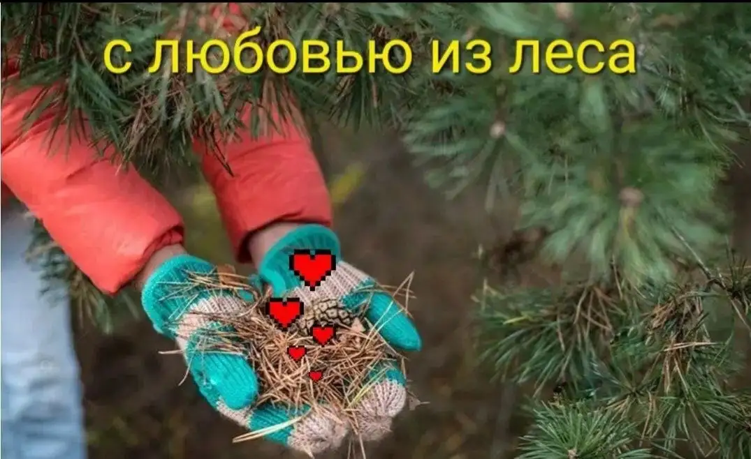 Продажа сосновой коры и хвойного опада - Сад и огород (Барахолка) в Самара