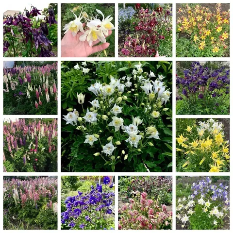 Продажа семян люпинов и аквилегий - Хобби и отдых в Новокуйбышевск