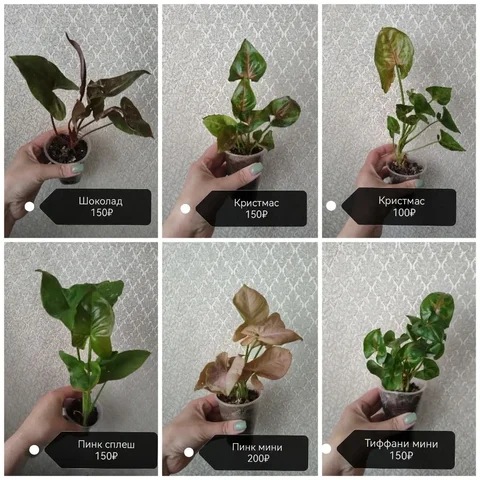 Распродажа сингониумов - Растения для сада в Самара