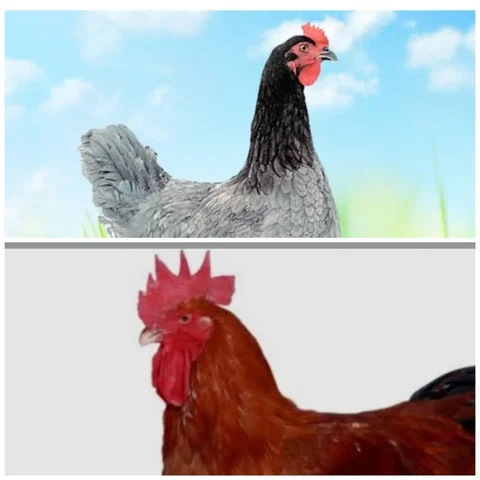 Продажа цыплят мясояичного кросса Доминант Д 107 и заказы на цыплят бройлера Реджа - Кошки в Курумоч