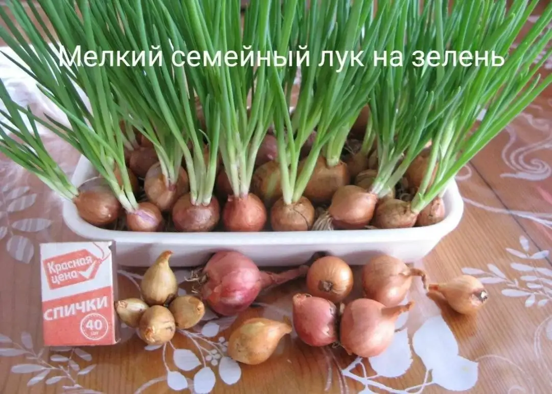Продажа семейного лука - Продукты питания (Барахолка) в Самара