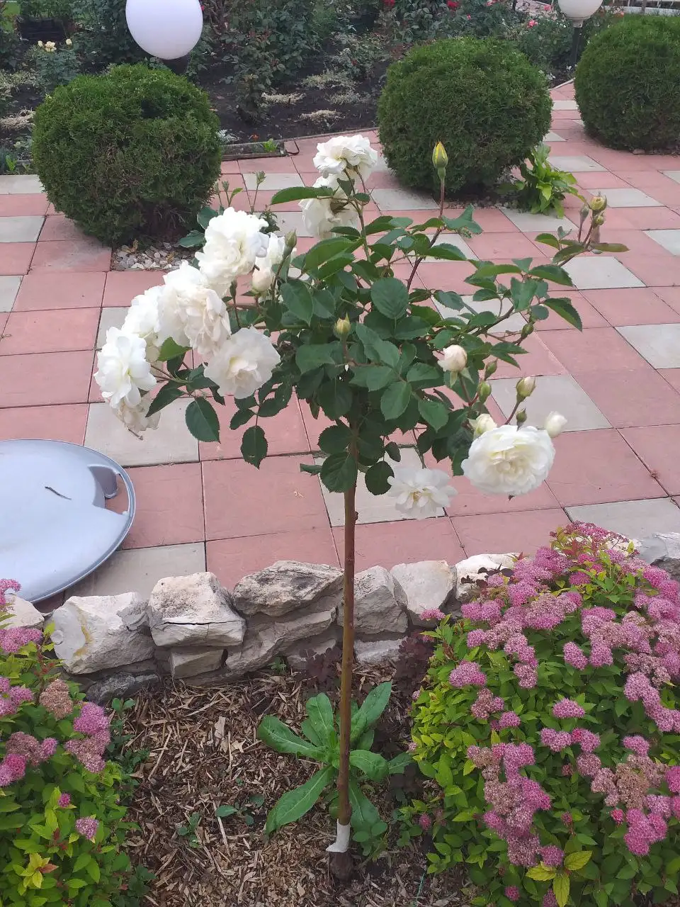 Продажа штамбовой розы и шелковицы - Растения (Хобби и отдых) в Самара