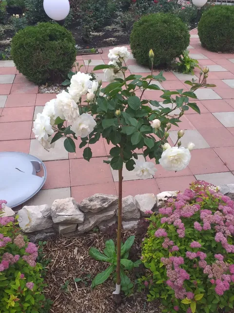 Продажа штамбовой розы и шелковицы - Туристическое снаряжение в Самара