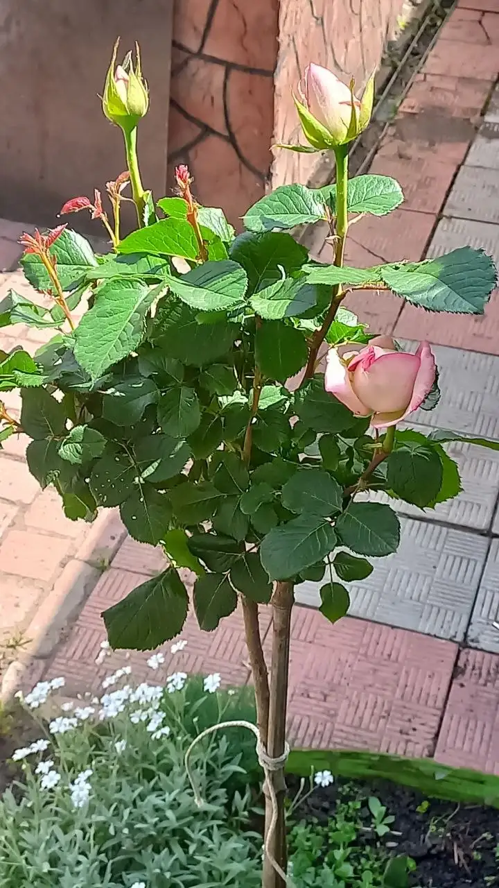 Продажа штамбовой розы и шелковицы - Растения (Хобби и отдых) в Самара