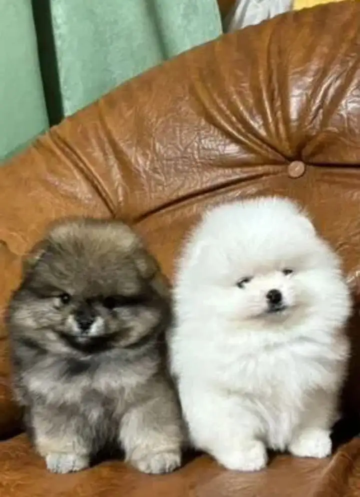 Щенки померанского шпица - Собаки (Животные) в Самара