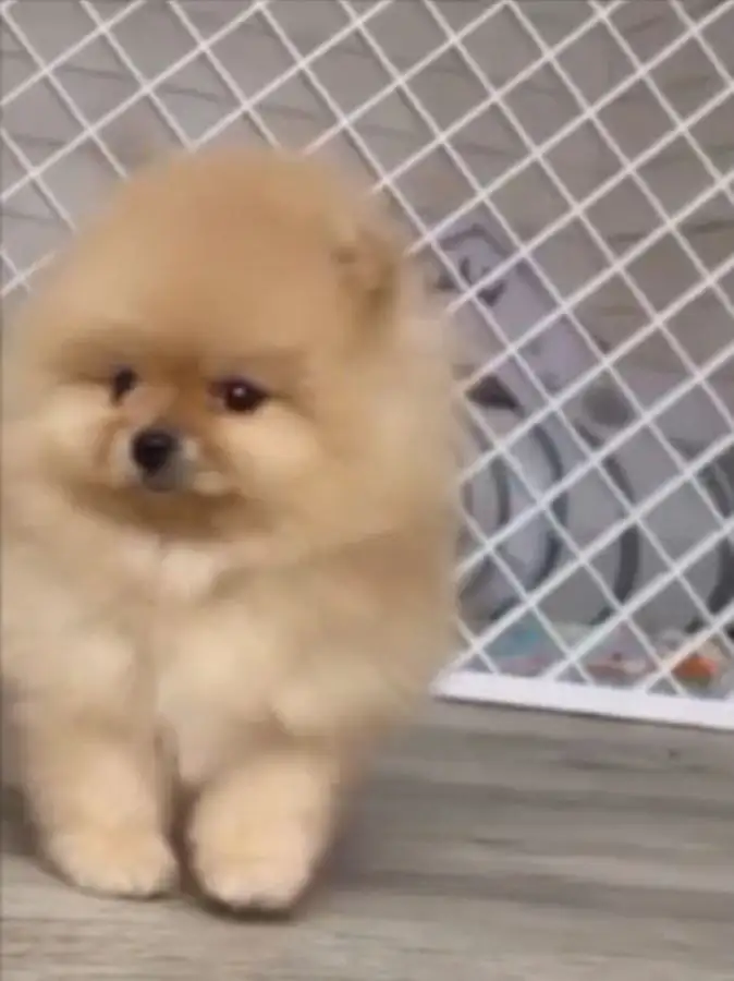 Щенки померанского шпица - Собаки (Животные) в Самара