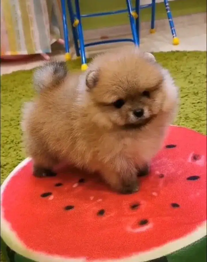 Щенки померанского шпица - Собаки (Животные) в Самара