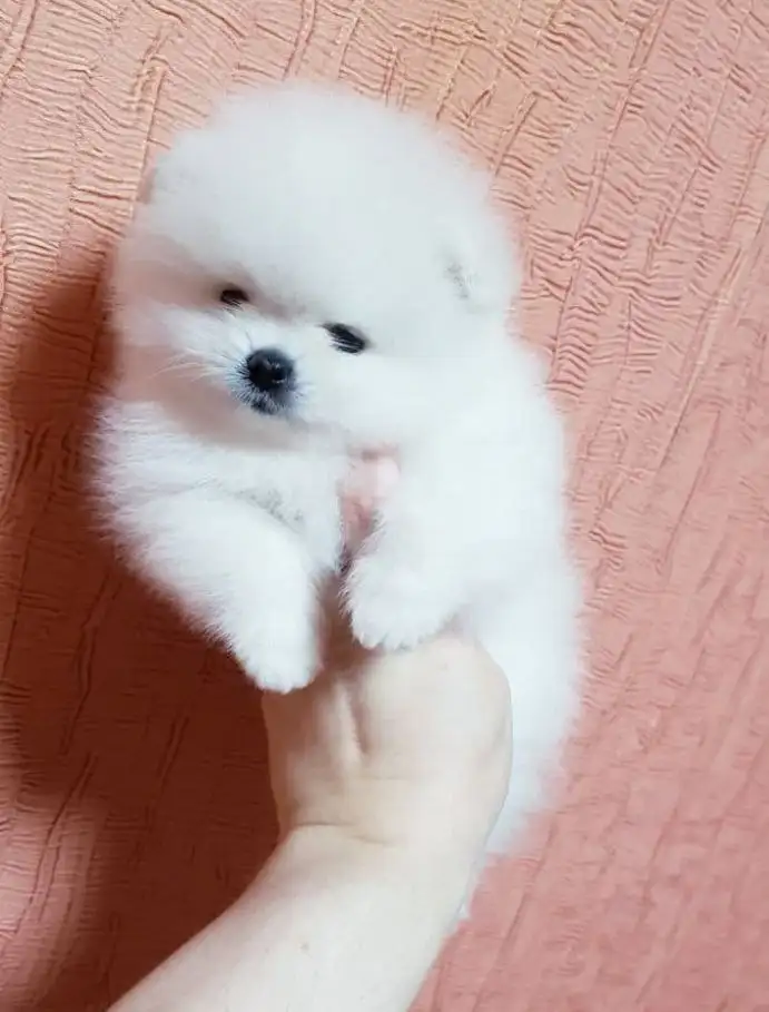 Щенки померанского шпица - Собаки (Животные) в Самара