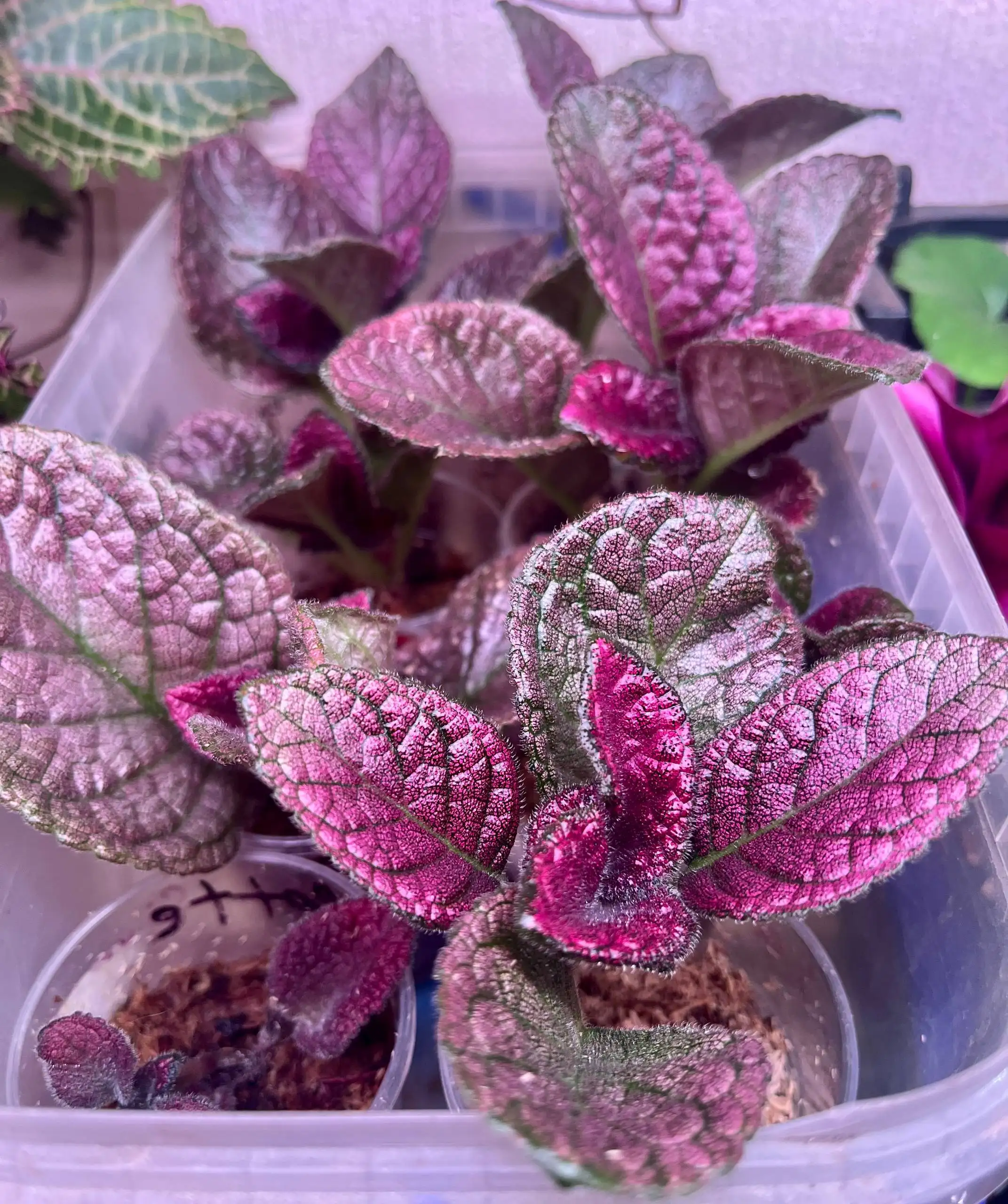 Эписцея с розовым жемчужным окрасом - Растения (Хобби и отдых) в Новокуйбышевск