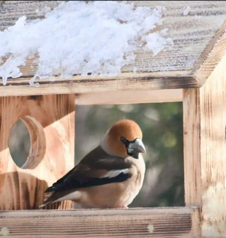 Кормушки и скворечники ручной работы - Рукоделие (Хобби и отдых) в Самара