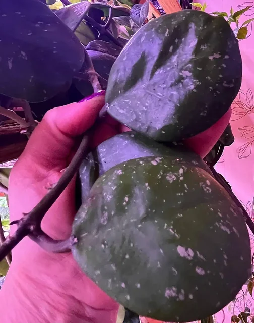 Хойя Обовата сплеш черенок и срез - Растения/Садоводство в Новокуйбышевск