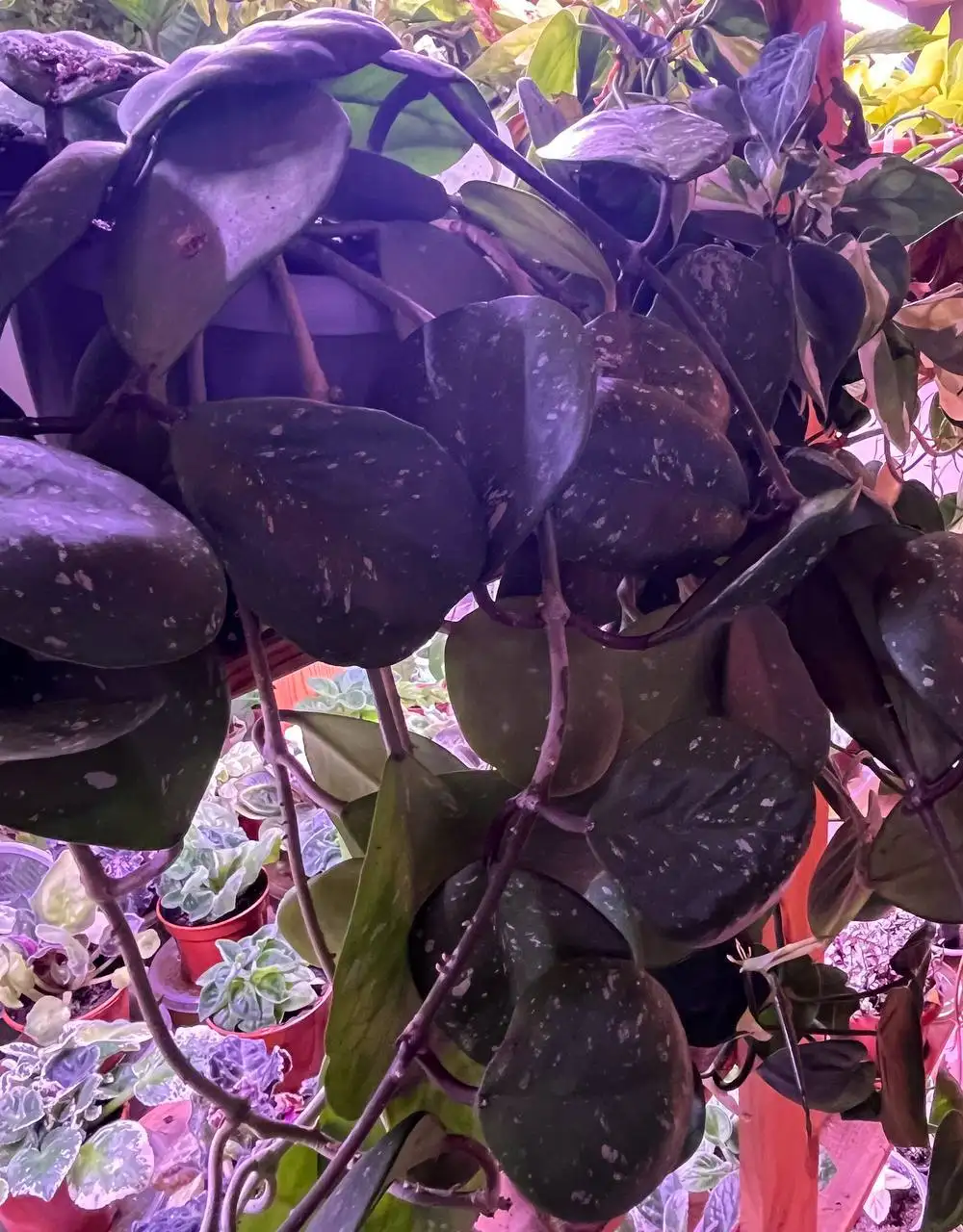 Хойя Обовата сплеш черенок и срез - Растения (Хобби и отдых) в Новокуйбышевск