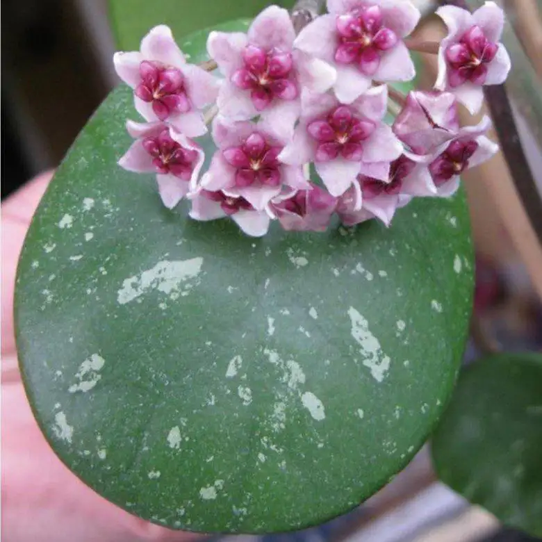 Хойя Обовата сплеш черенок и срез - Растения (Хобби и отдых) в Новокуйбышевск