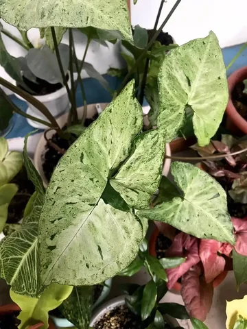 Сингониум Фреклес: черенки на срез и укорененные - Растения/Садоводство в Новокуйбышевск