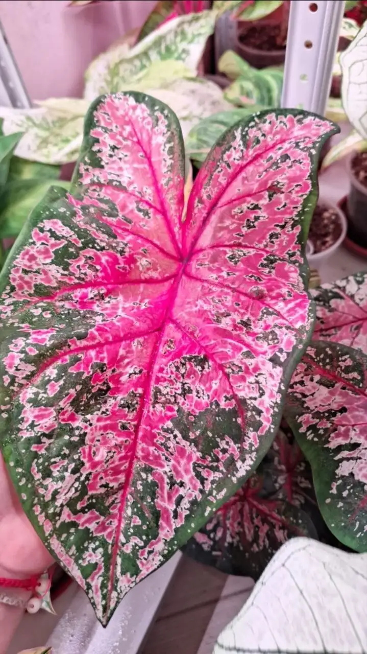 Продажа комнатных растений: каладиумы, аглаонема, дифенбахия и другие - Комнатные растения (Хобби и отдых) в Тюмень