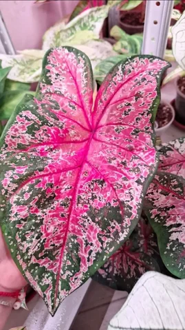 Продажа комнатных растений: каладиумы, аглаонема, дифенбахия и другие - Сувениры в Тюмень