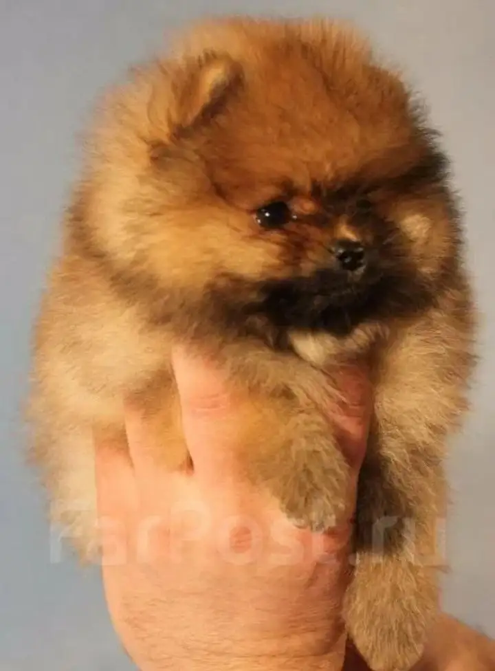 Щенки померанского шпица в Самаре - Собаки (Животные) в Самара