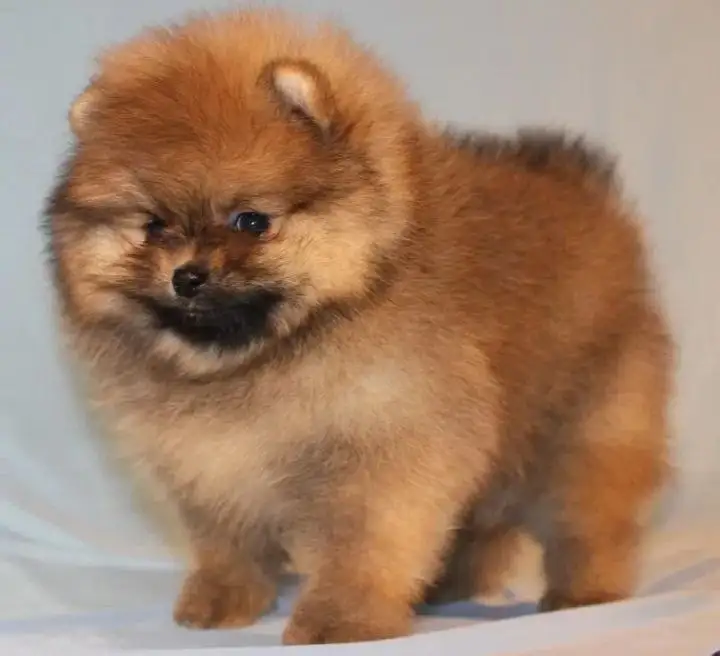 Щенки померанского шпица в Самаре - Собаки (Животные) в Самара