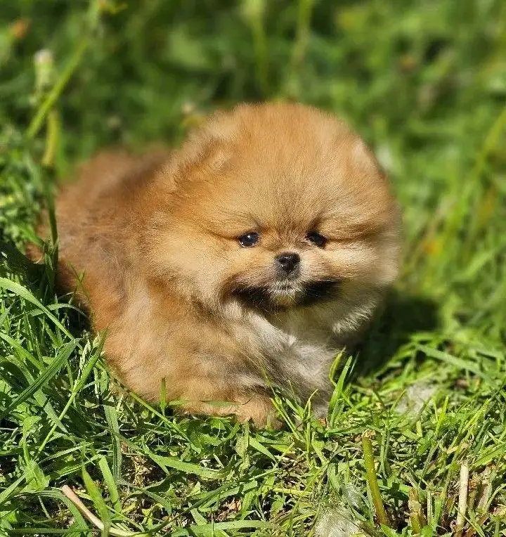 Щенки померанского шпица в Самаре - Собаки (Животные) в Самара