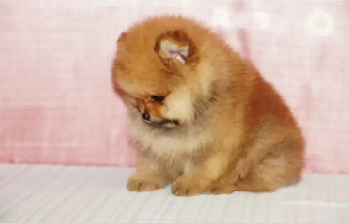 Щенки померанского шпица в Самаре - Собаки (Животные) в Самара