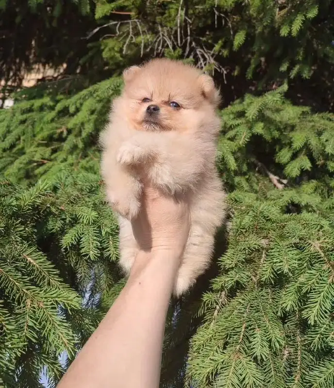Щенки померанского шпица в Самаре - Собаки (Животные) в Самара