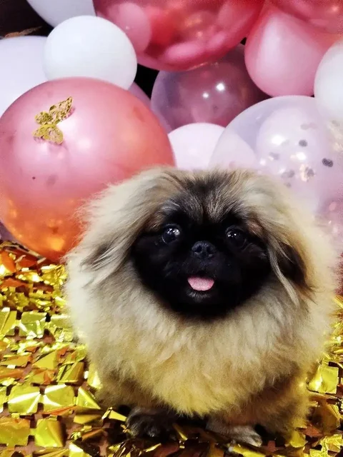 Продаются щенки - Птица в Самара