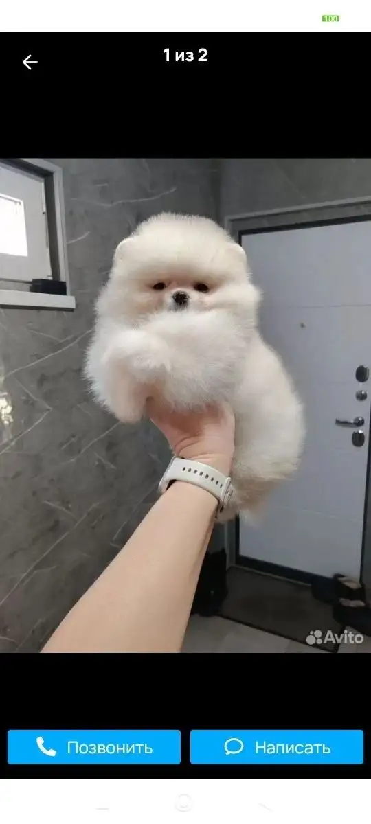 Продаются щенки - Собаки (Животные) в Самара