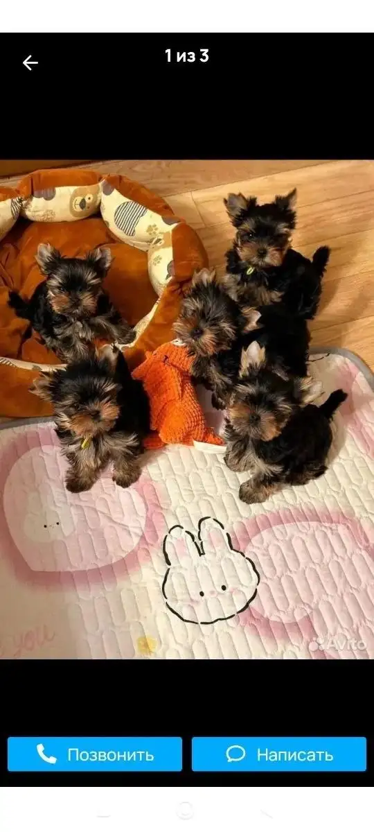 Продаются щенки - Собаки (Животные) в Самара