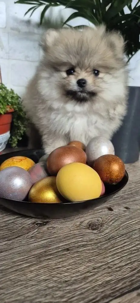 Продаются щенки - Собаки (Животные) в Самара