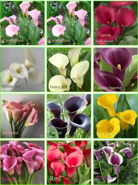 Большой выбор растений - Окна и двери в Самара