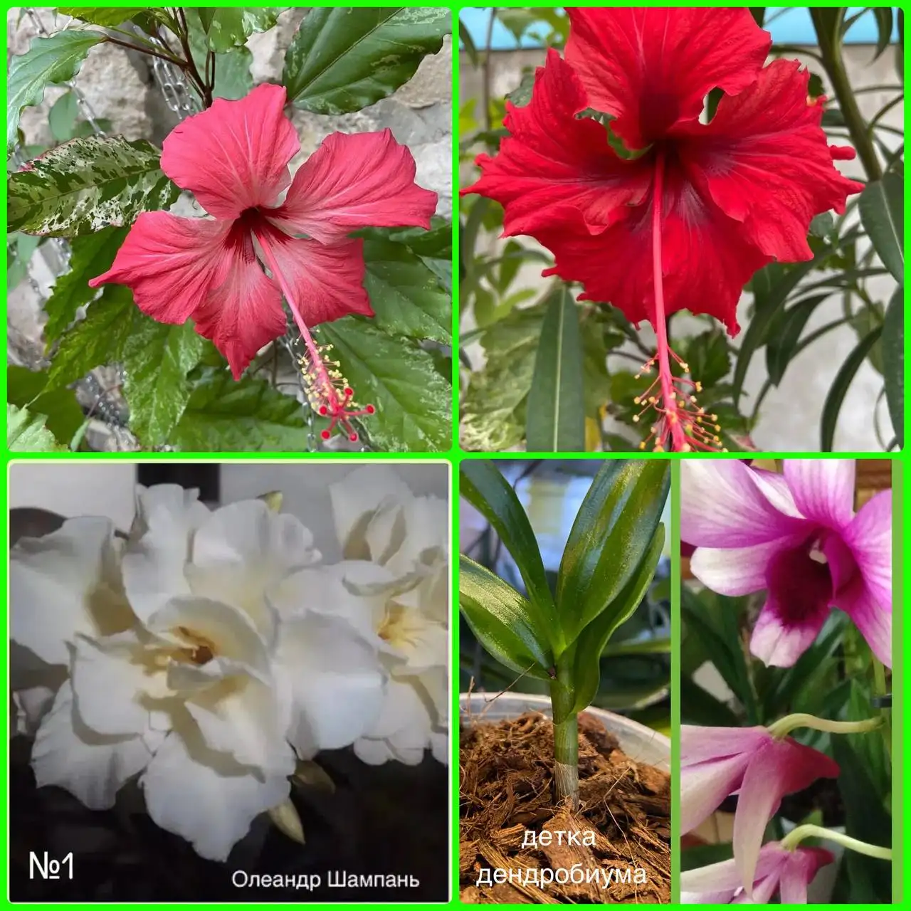 Большой выбор растений - Растения (Для дома и дачи) в Самара