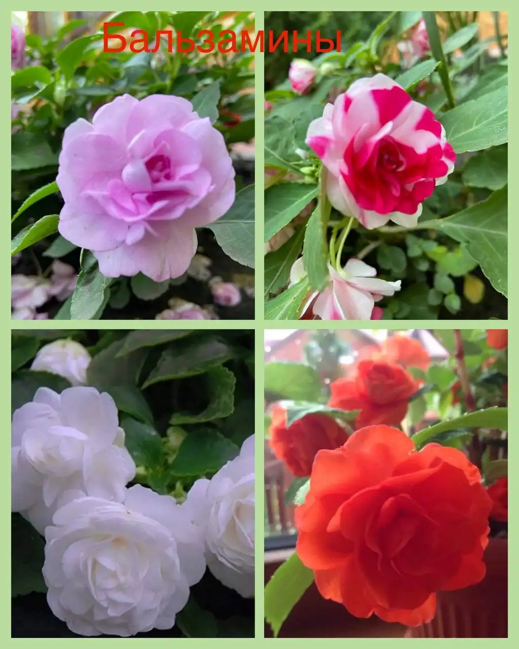 Большой выбор растений - Растения (Для дома и дачи) в Самара