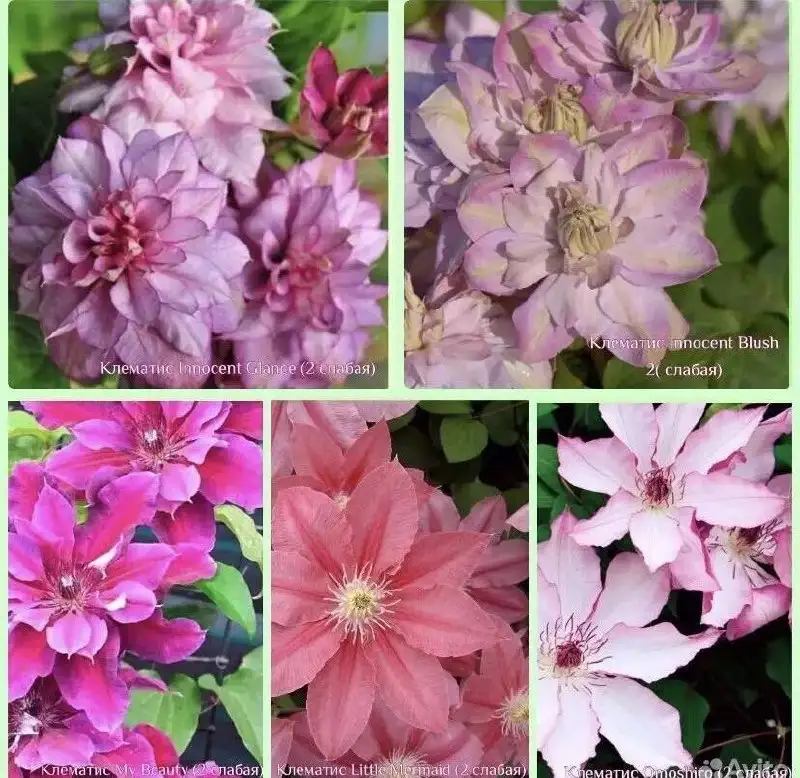 Клематис - растение для сада - Растения (Для дома и дачи) в Самара