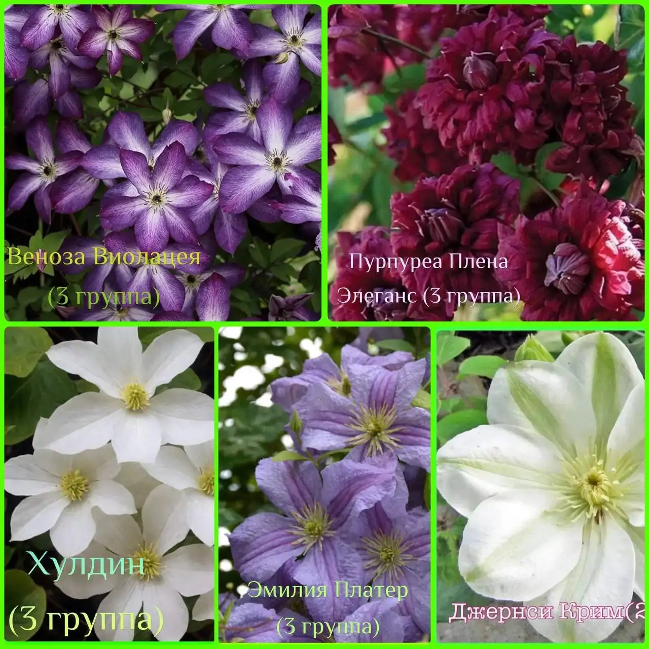 Клематис - растение для сада - Растения (Для дома и дачи) в Самара