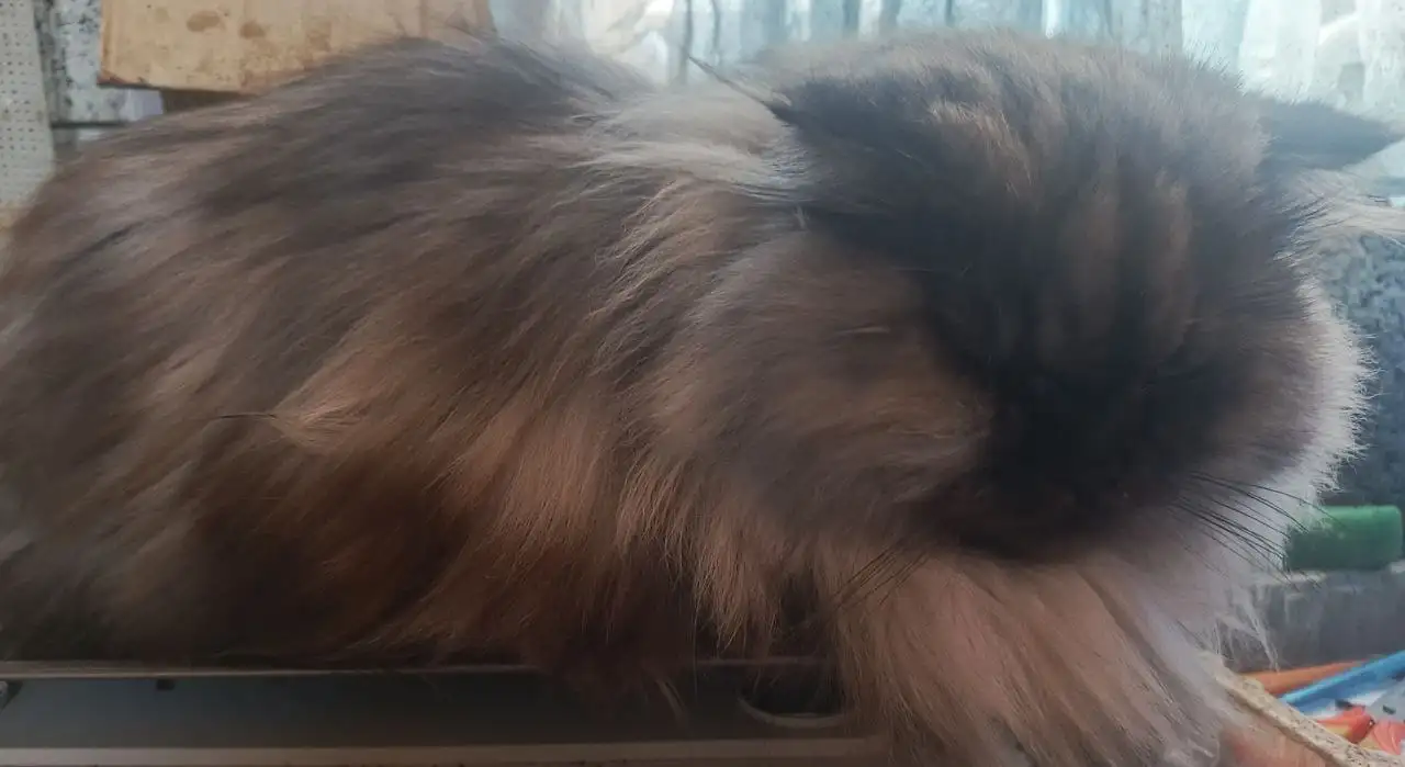 Персидская кошка Феона - Кошки (Животные) в Самара