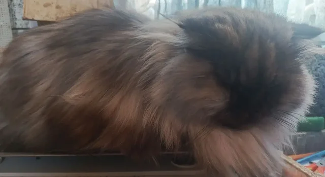 Персидская кошка Феона - Птица в Самара