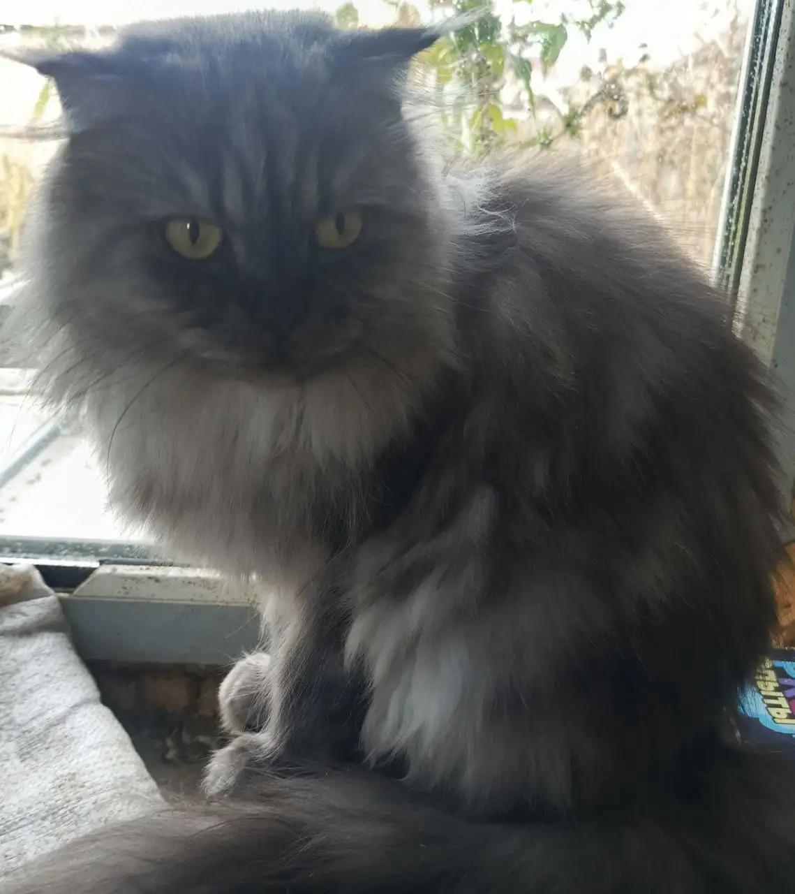 Персидская кошка Феона - Кошки (Животные) в Самара