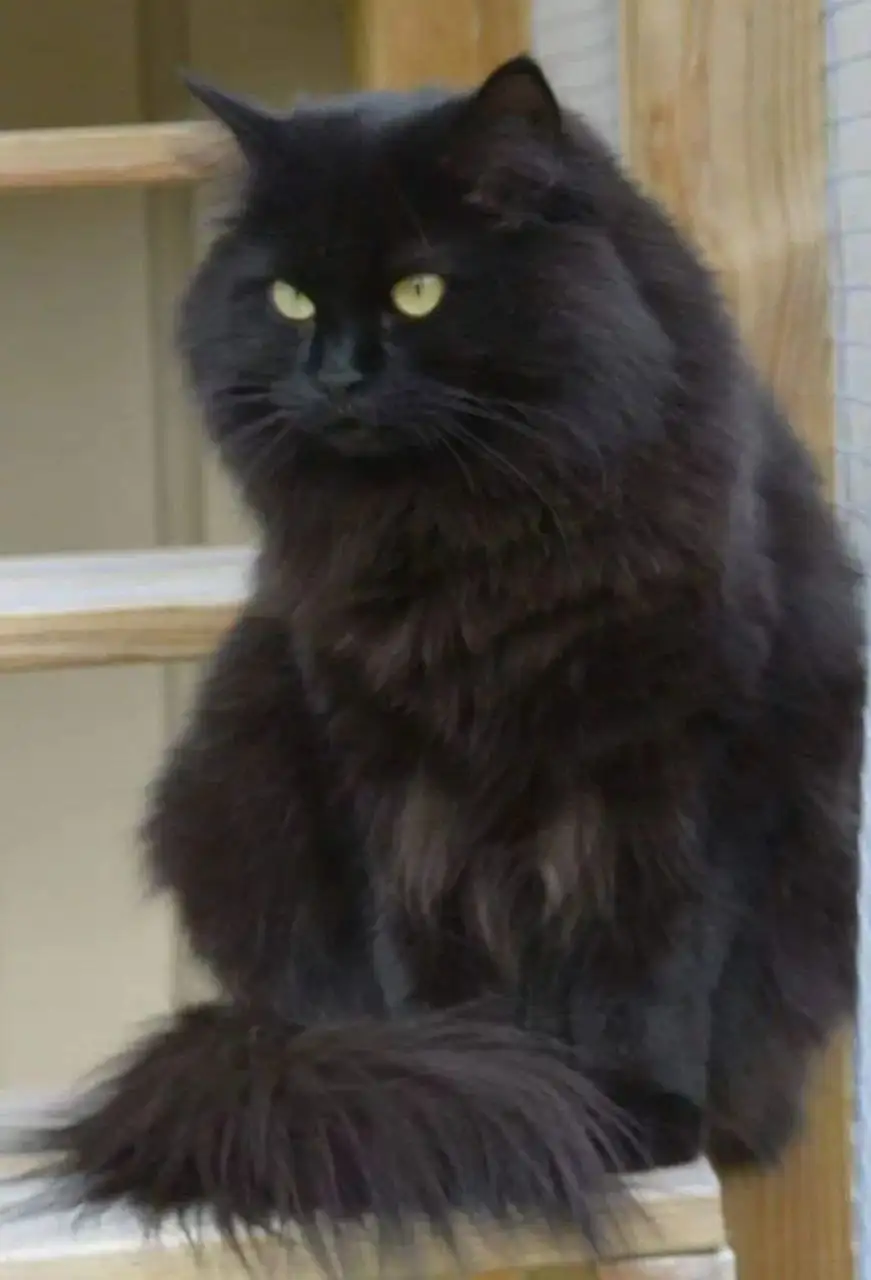 Кот Макс для ответственной семьи - Кошки (Животные) в Самара