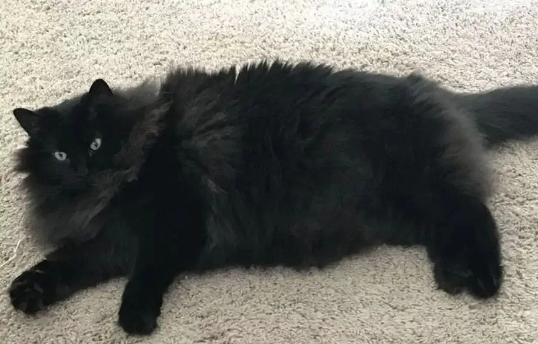 Кот Макс для ответственной семьи - Кошки (Животные) в Самара