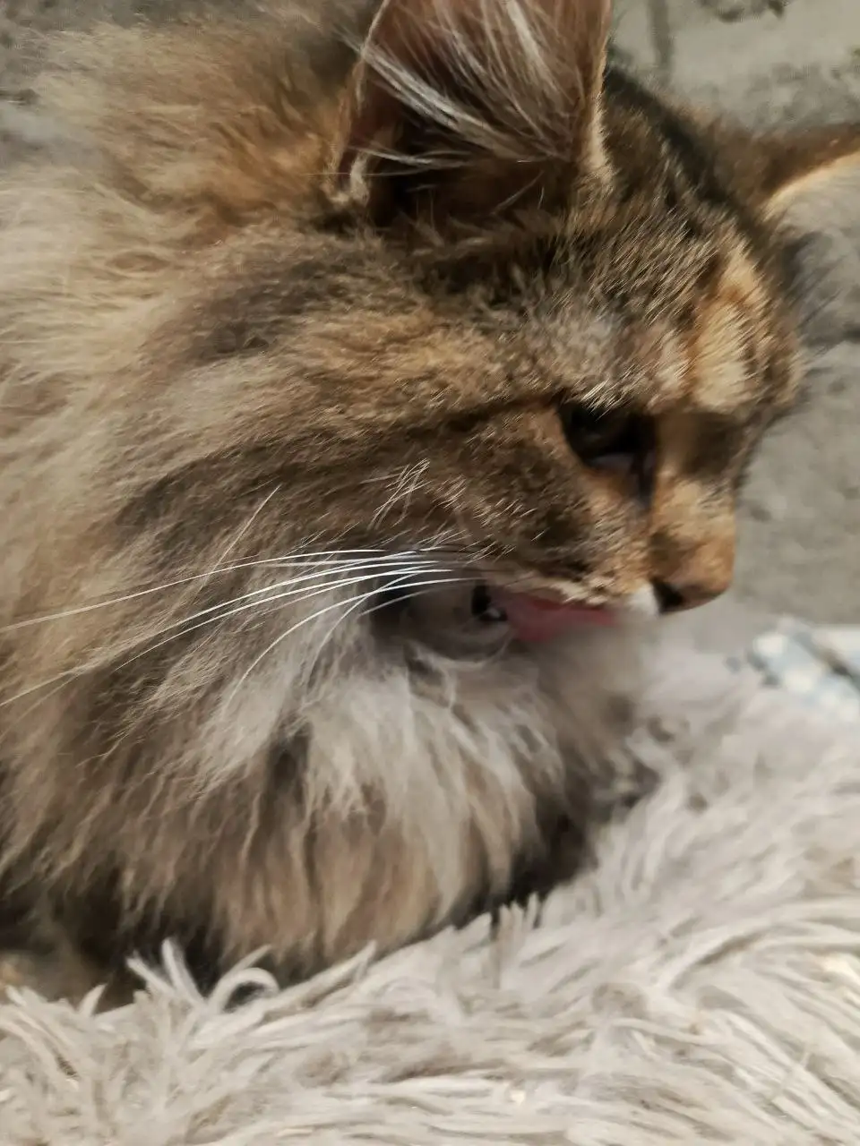 Афина - мейн-кун ищет дом в Самаре - Кошки (Животные) в Самара