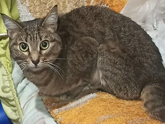 Пристройство кошки Алисы - Птица в Самара