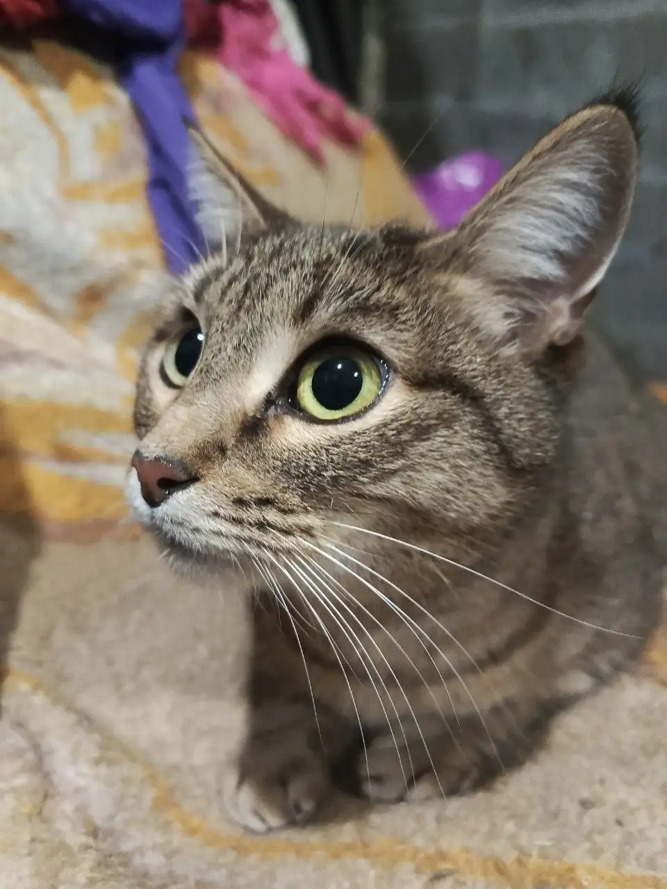 Пристройство кошки Алисы - Кошки (Животные) в Самара