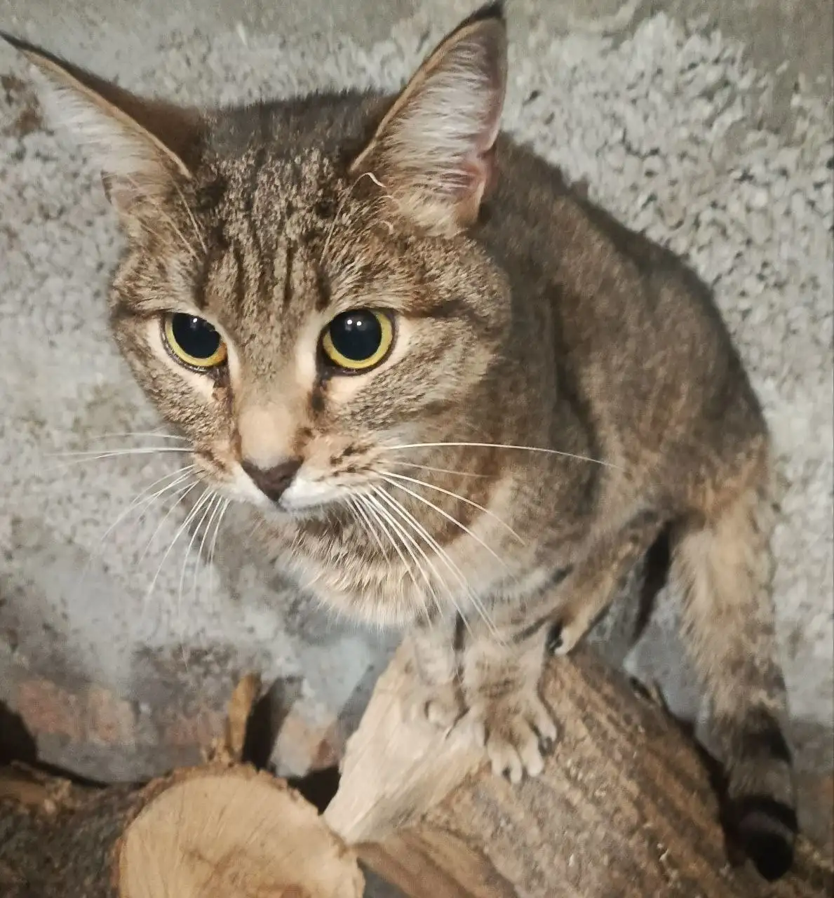 Пристройство кошки Алисы - Кошки (Животные) в Самара