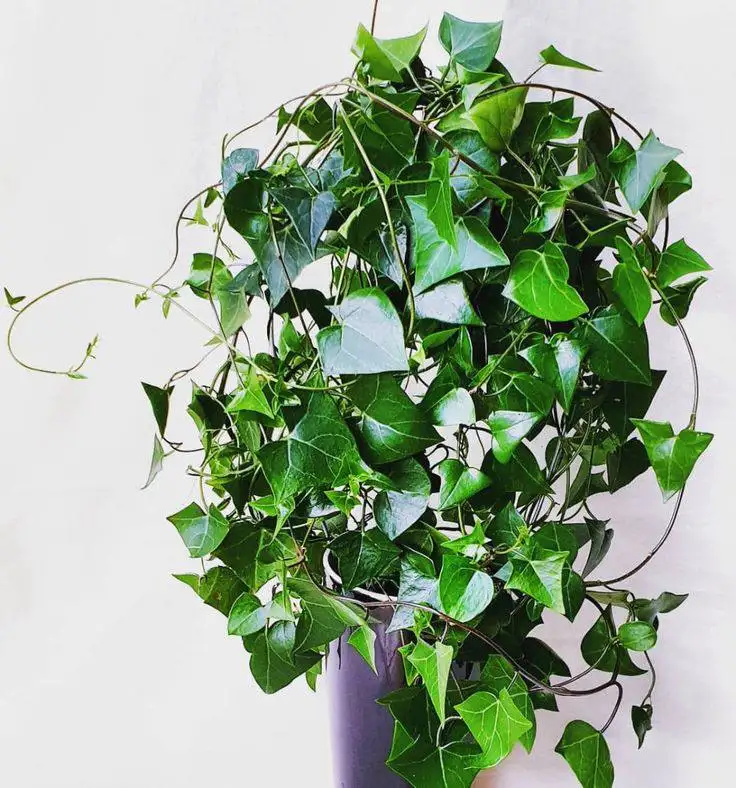 Продажа крестовника крупноязычкового - Растения (Хобби и отдых) в Новокуйбышевск