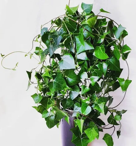 Продажа крестовника крупноязычкового - частное объявление в Новокуйбышевск